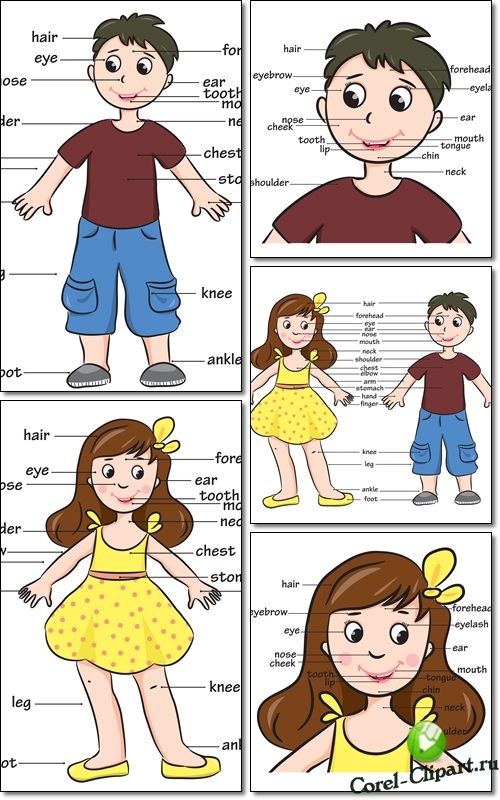 Плакаты с указателями частей тела мальчика и девочки в векторе