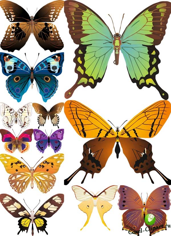 Коллекция бабочек в векторе - часть 10