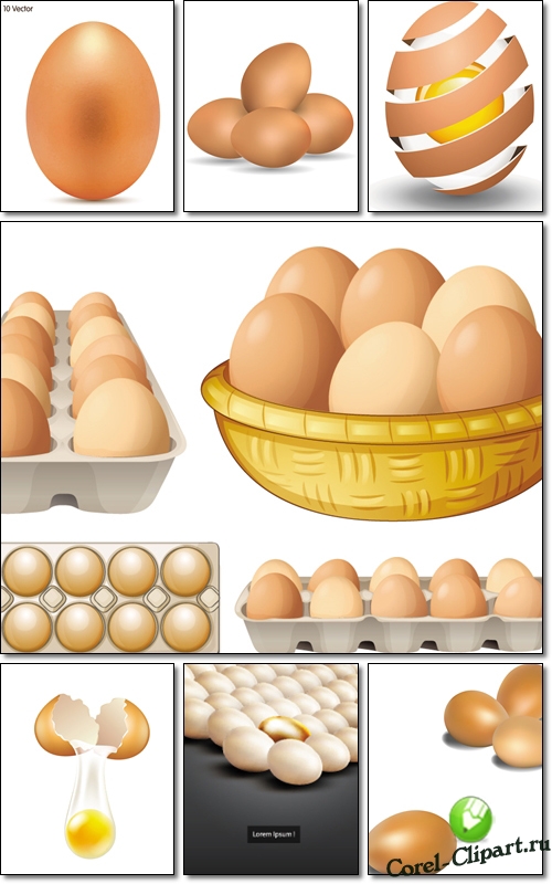 Яйца в разном положении в векторе