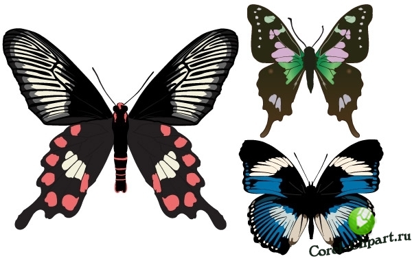 3 красивых бабочки в векторе