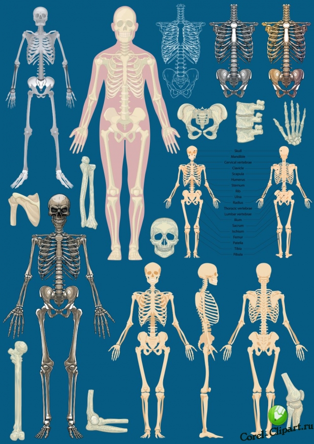 Скелет, анатомия в векторе